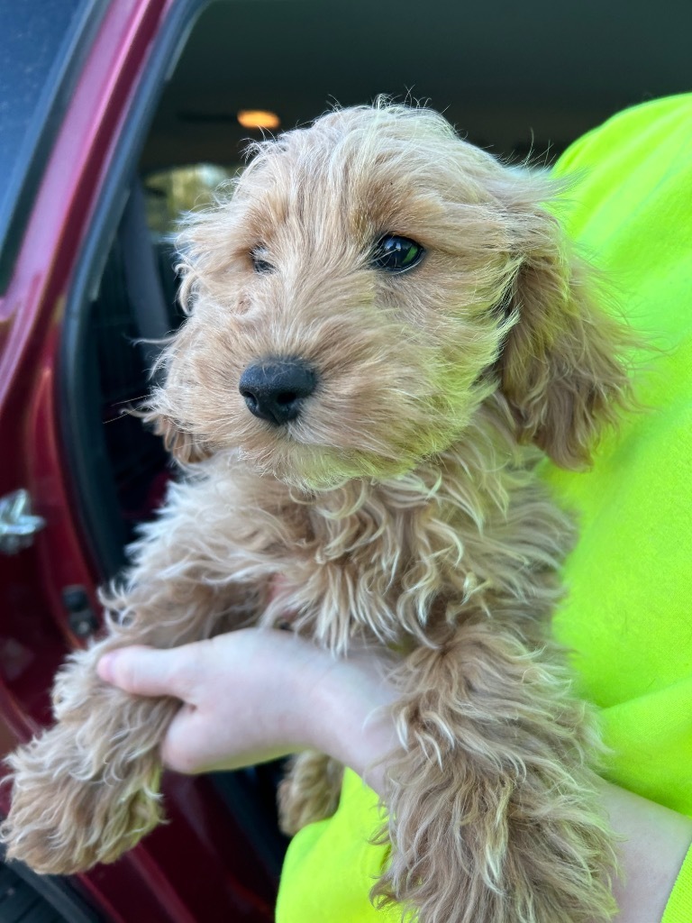 A2 Josephine, an adoptable Cockapoo in Ashland, WI, 54806 | Photo Image 1
