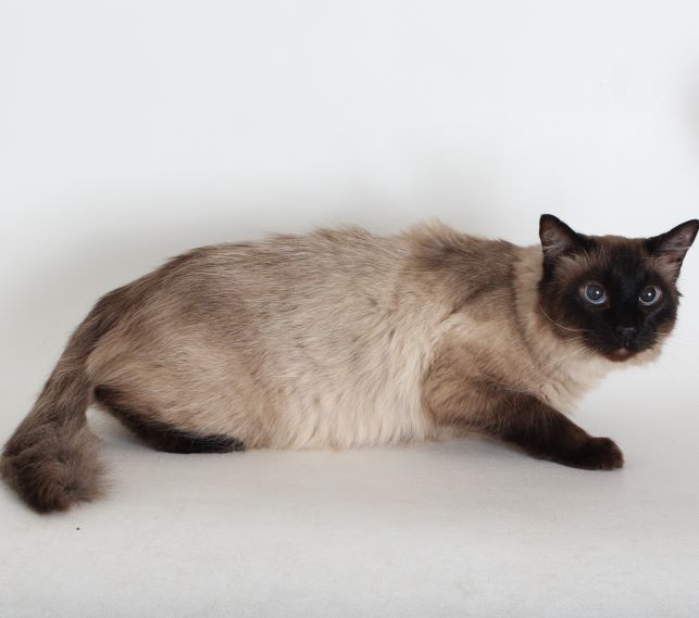 Skippy, an adoptable Siamese in Redding, CA, 96099 | Photo Image 4