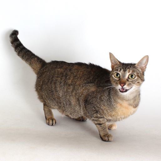 Pancake, an adoptable Domestic Short Hair in Redding, CA, 96099 | Photo Image 1
