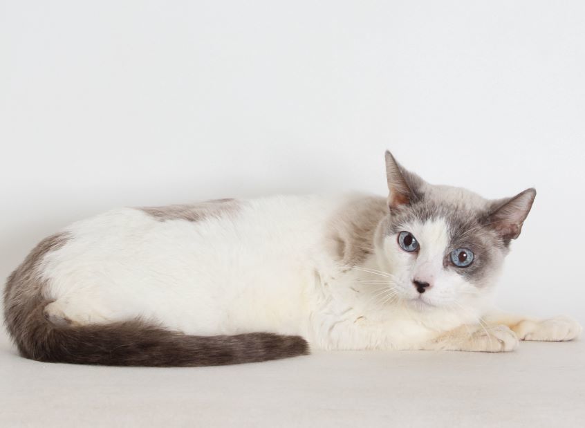 Puppet, an adoptable Domestic Short Hair in Redding, CA, 96099 | Photo Image 1