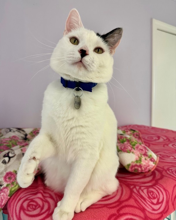 Trooper, an adoptable Domestic Short Hair in Atascadero, CA, 93422 | Photo Image 1