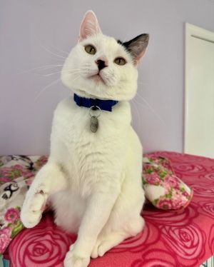 Hello there new friend Im Trooper and Im on a mission to find myself a family