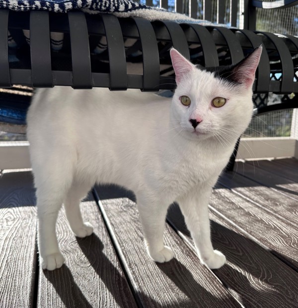 Trooper, an adoptable Domestic Short Hair in Atascadero, CA, 93422 | Photo Image 2