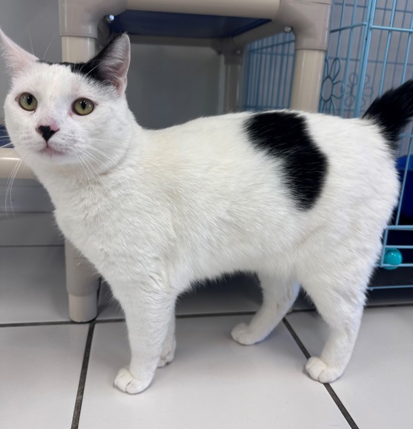 Trooper, an adoptable Domestic Short Hair in Atascadero, CA, 93422 | Photo Image 3