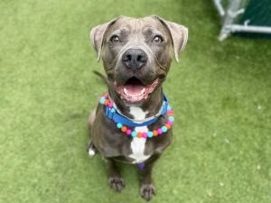 Ashanti Mixed Breed Dog
