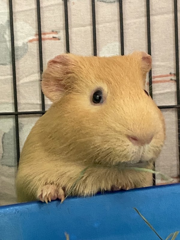 Linus