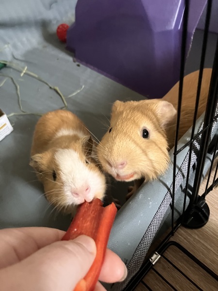Linus