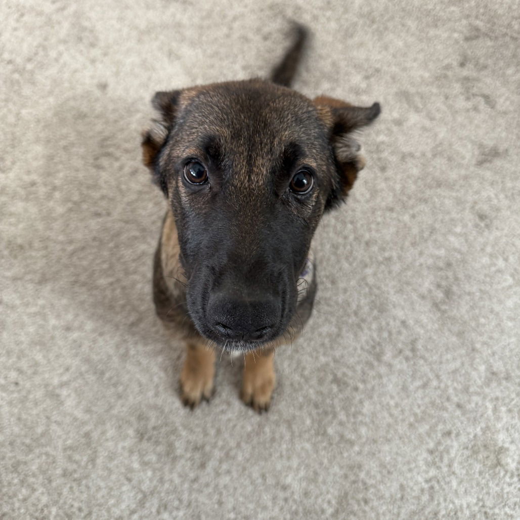 Lulu
