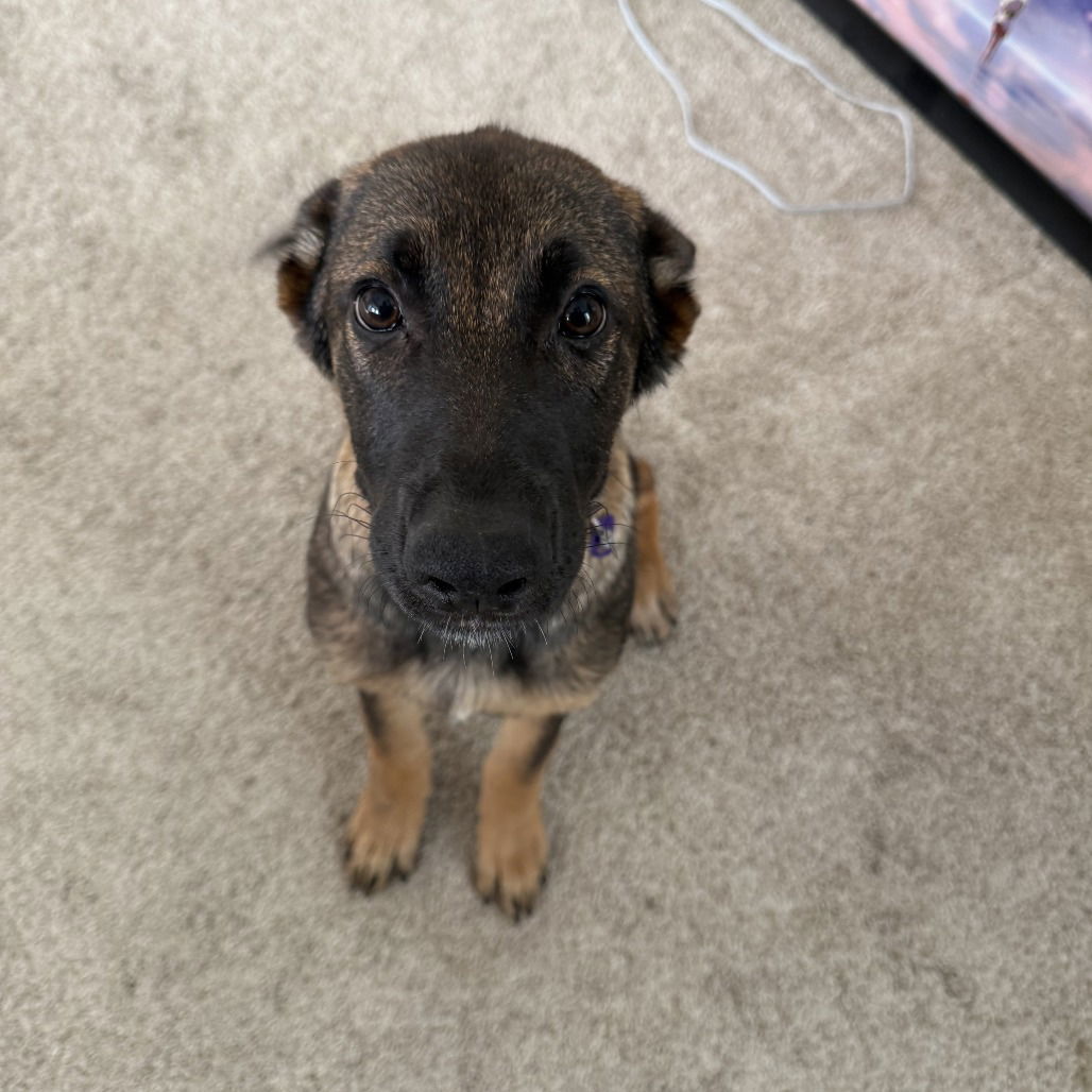 Lulu