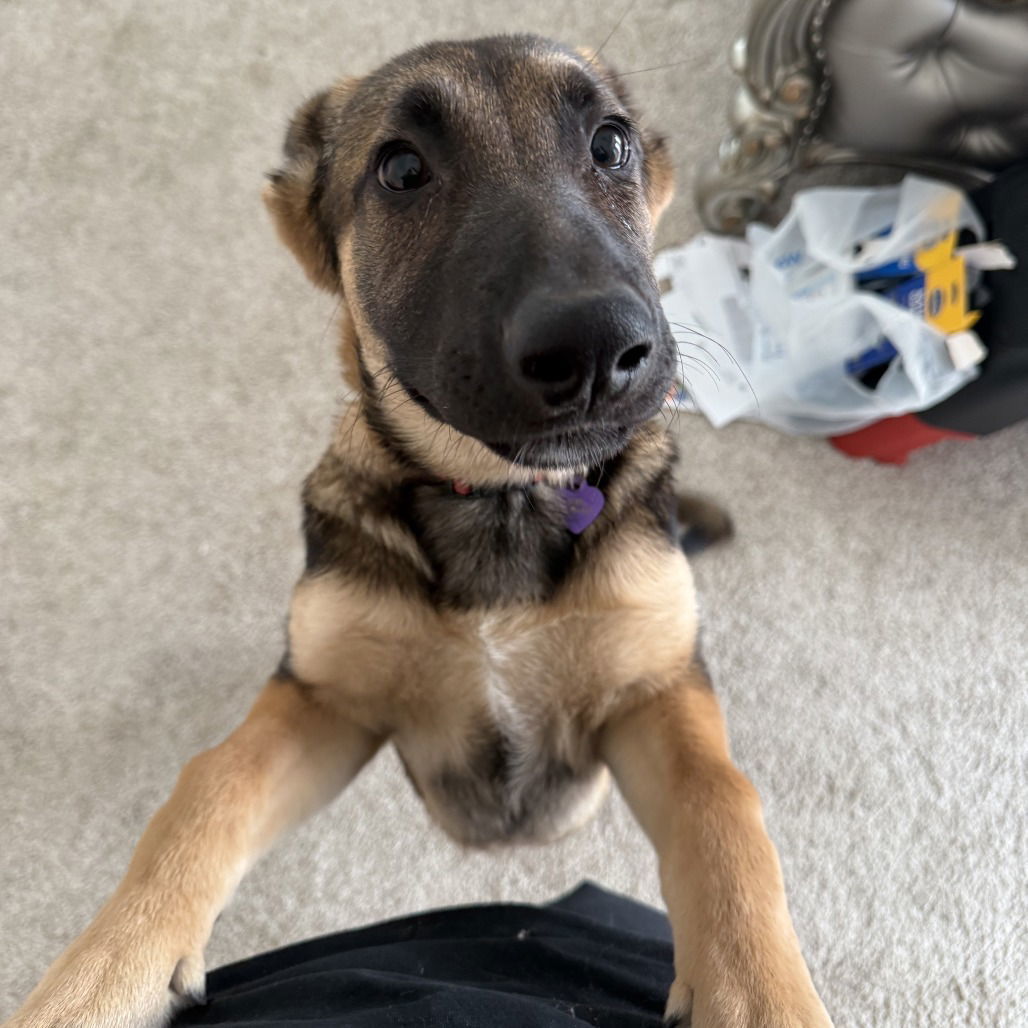 Cici