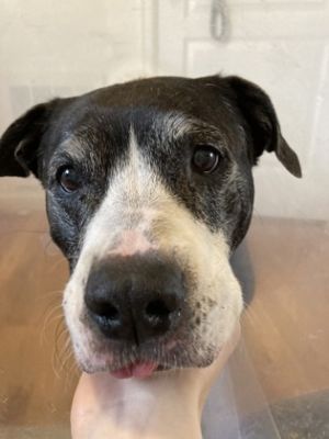 What my friends at Seattle Humane say about me Im a sweet and chill senior who knows what I want-p