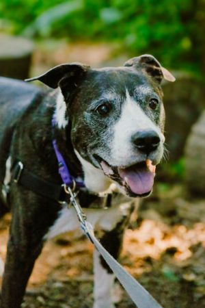 What my friends at Seattle Humane say about me Im a sweet and chill senior who knows what I want-p