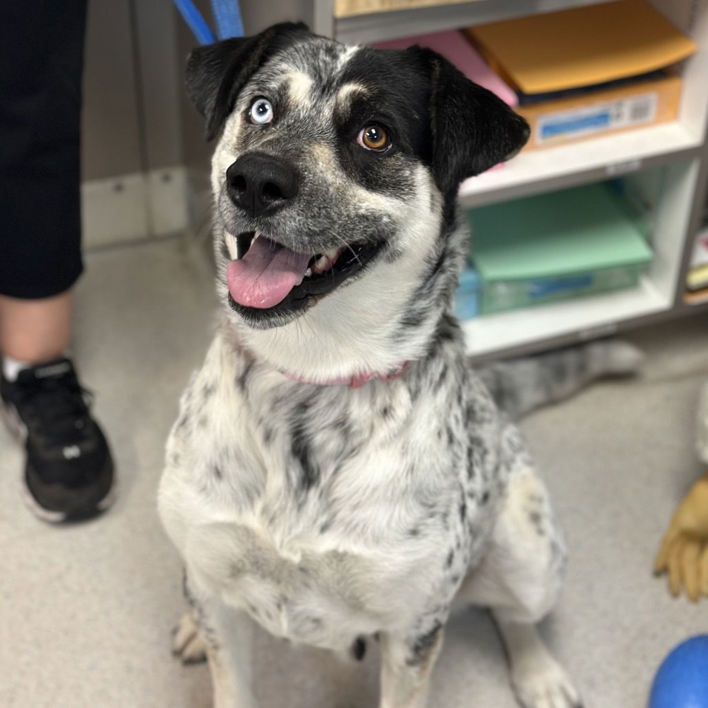 Lotus, an adoptable Catahoula Leopard Dog in Rohnert Park, CA, 94928 | Photo Image 1
