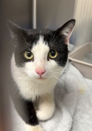 Rupert, Adult Male Domestic Short Hair