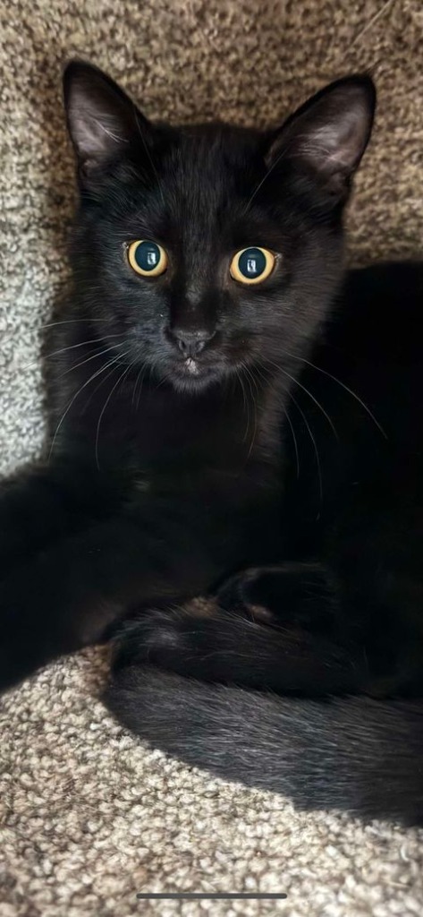 Seymore, an adoptable Domestic Short Hair in Brookings, OR, 97415 | Photo Image 1