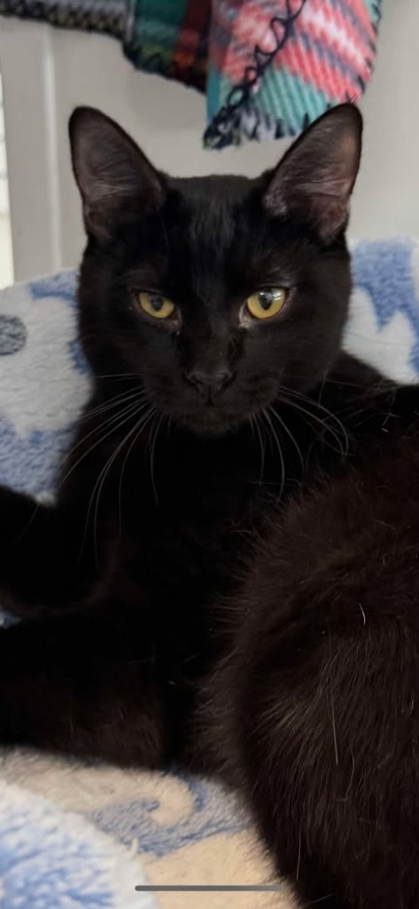 Seymore, an adoptable Domestic Short Hair in Brookings, OR, 97415 | Photo Image 2