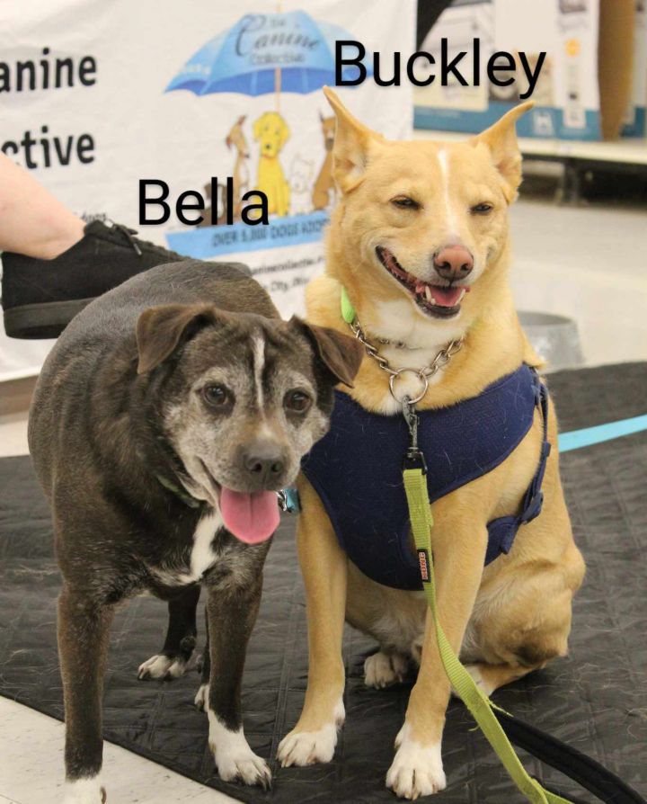 Bella 5