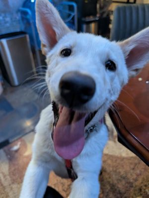 Animal Profile Sienna is a 5 month old female LabCattle dog X guessing puppy who joined us alo