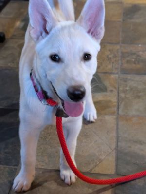 Animal Profile Sienna is a 7 month old female LabCattle dog X guessing puppy who joined us alo