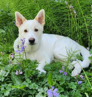 Animal Profile Wiley is a 6 month old male LabHusky X guessing puppy who joined us along with 