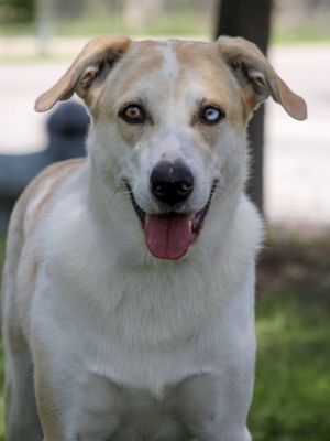 Maybelline, Adult Female unknown