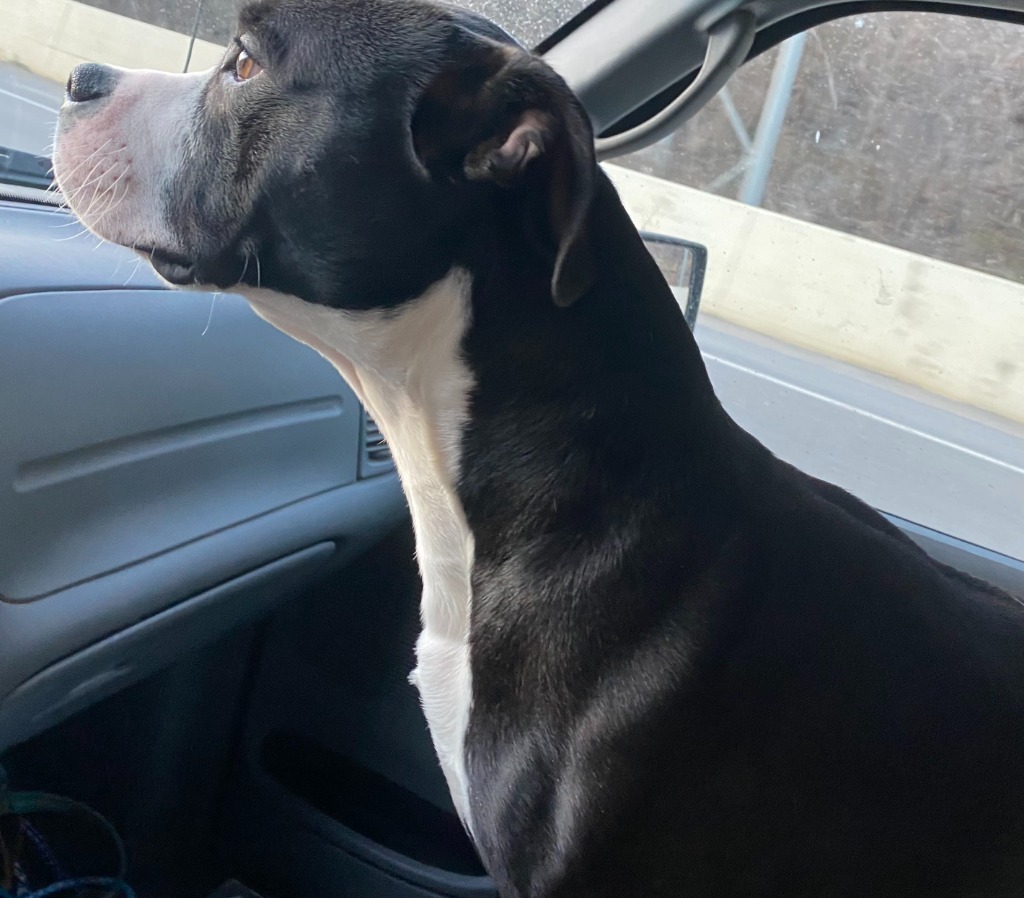 Koba