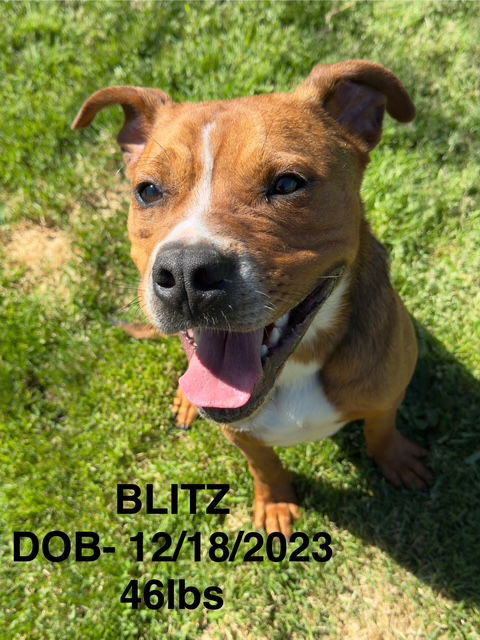 BLITZ