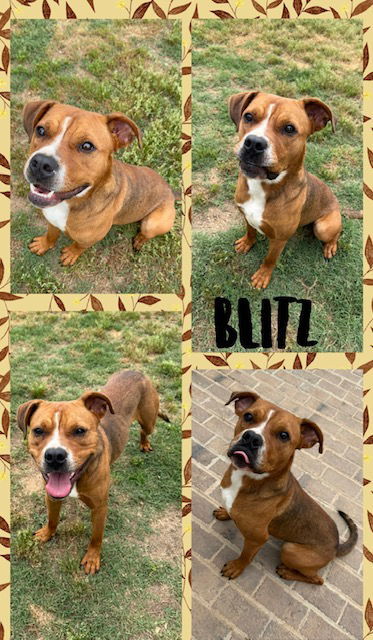 BLITZ