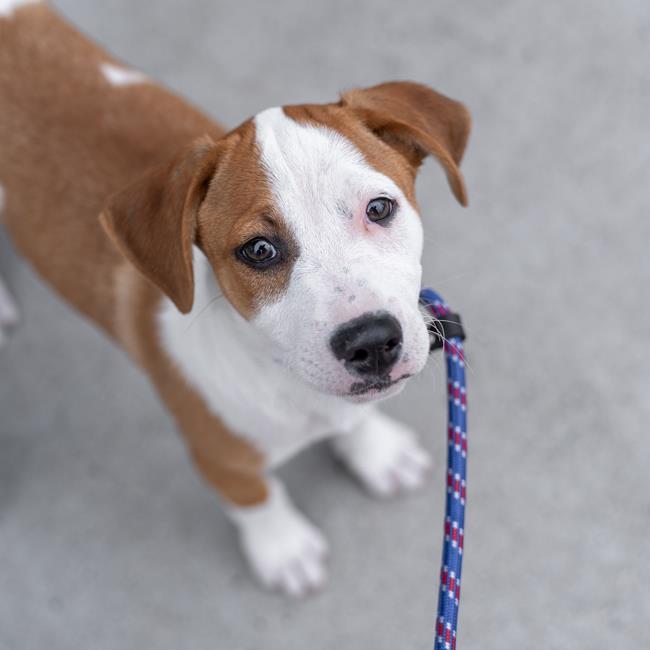 Lollipop Pup - Pirulin
