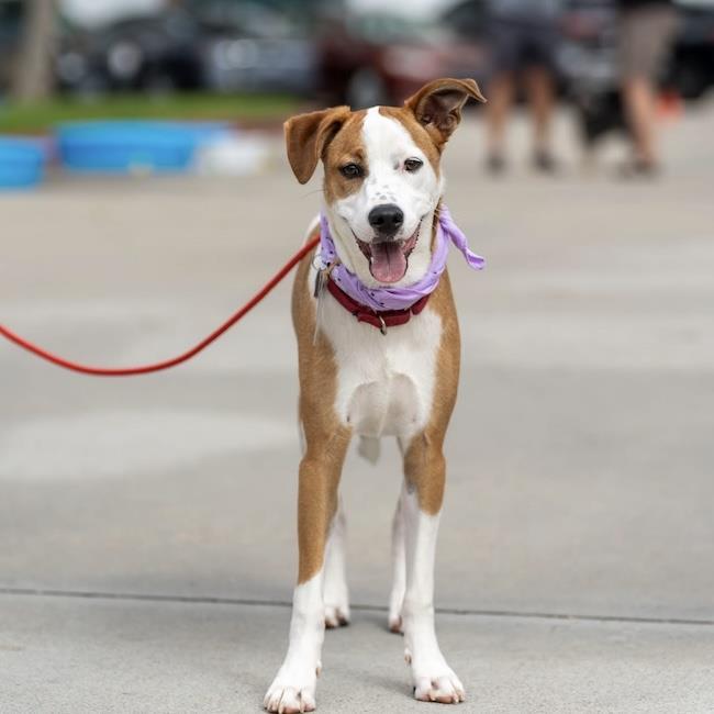 Pirulin (Lollipop Pup), an adoptable Whippet, Hound in San Diego, CA, 92110 | Photo Image 1