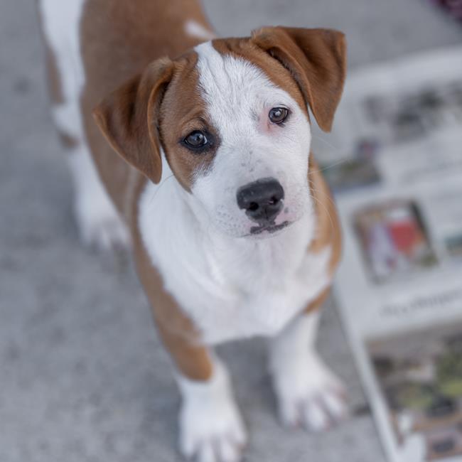 Lollipop Pup - Pirulin
