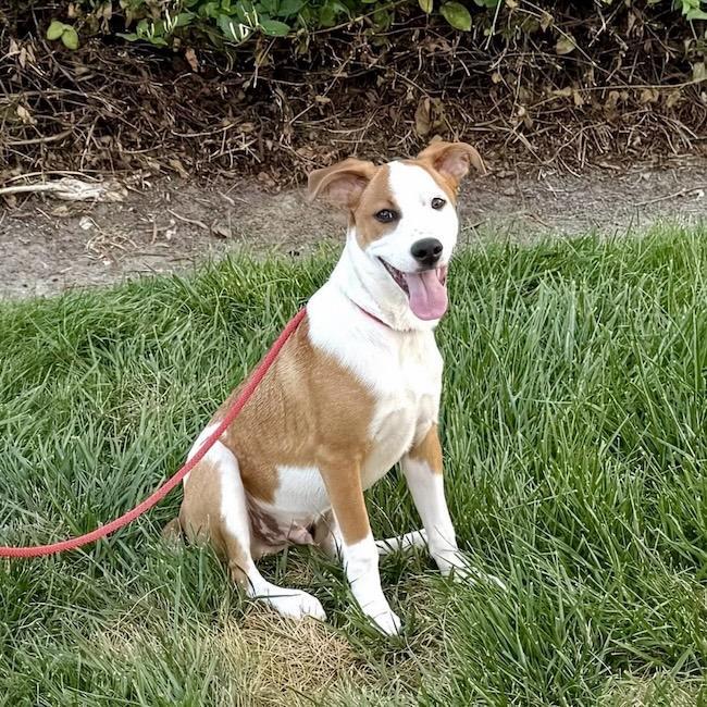 Pirulin (Lollipop Pup), an adoptable Whippet, Hound in San Diego, CA, 92110 | Photo Image 2