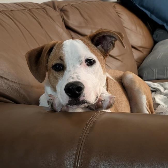 Pirulin (Lollipop Pup), an adoptable Whippet, Hound in San Diego, CA, 92110 | Photo Image 2