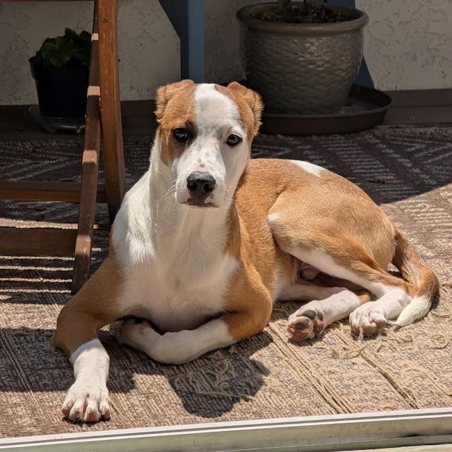 Pirulin (Lollipop Pup), an adoptable Whippet, Hound in San Diego, CA, 92110 | Photo Image 3