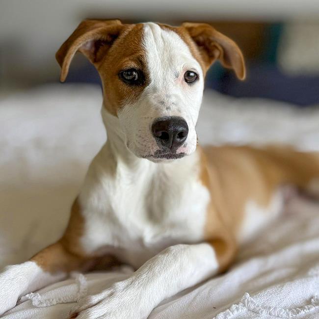 Pirulin (Lollipop Pup), an adoptable Whippet, Hound in San Diego, CA, 92110 | Photo Image 4