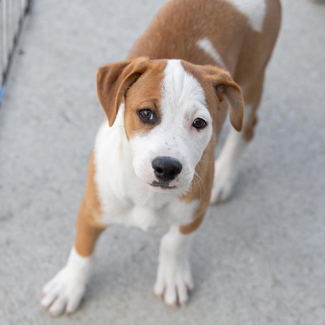 Pirulin (Lollipop Pup), an adoptable Whippet, Hound in San Diego, CA, 92110 | Photo Image 6