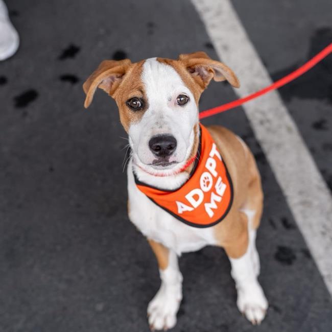 Pirulin (Lollipop Pup), an adoptable Whippet, Hound in San Diego, CA, 92110 | Photo Image 6