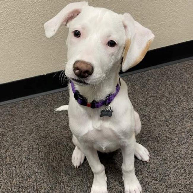 Lollipop Pup - Tootsie Pop