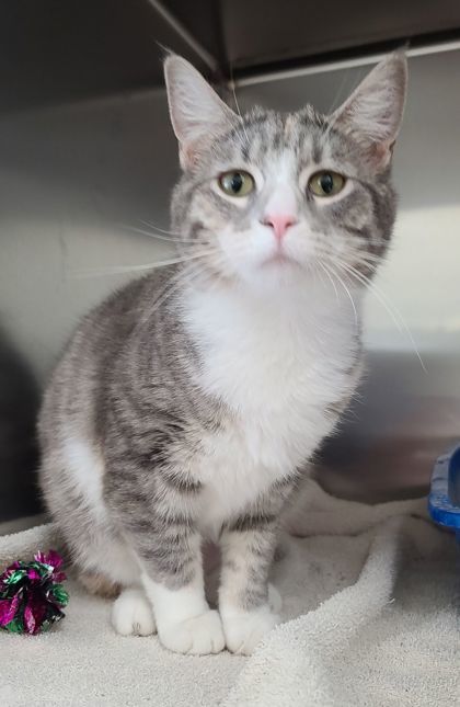 Ornament, an adoptable Domestic Short Hair in Willmar, MN, 56201 | Photo Image 1