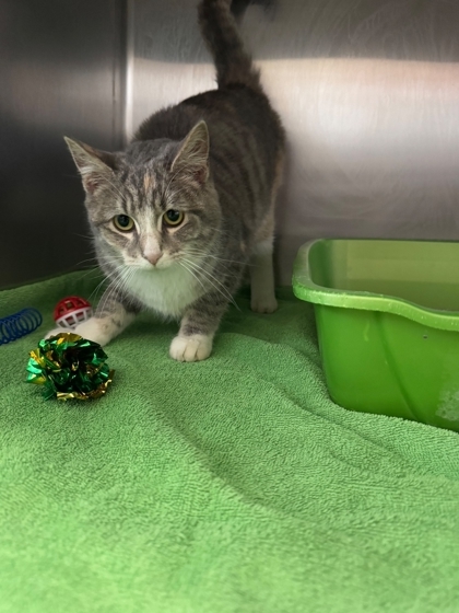 Ornament, an adoptable Domestic Short Hair in Willmar, MN, 56201 | Photo Image 2