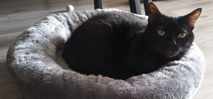 Toupie