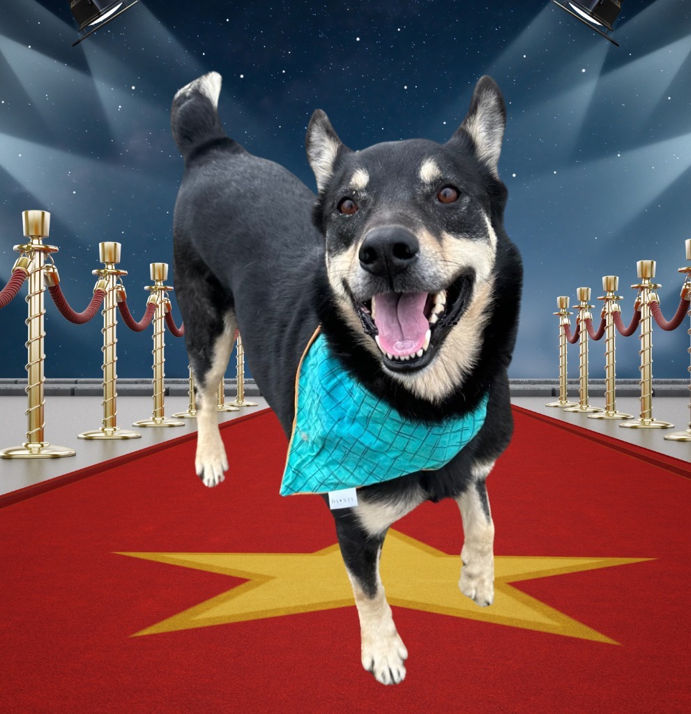 Stony, an adoptable Australian Cattle Dog / Blue Heeler in Logan, UT, 84323 | Photo Image 1