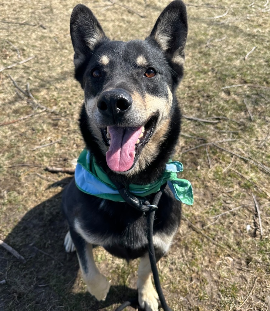 Stony, an adoptable Australian Cattle Dog / Blue Heeler in Logan, UT, 84323 | Photo Image 2