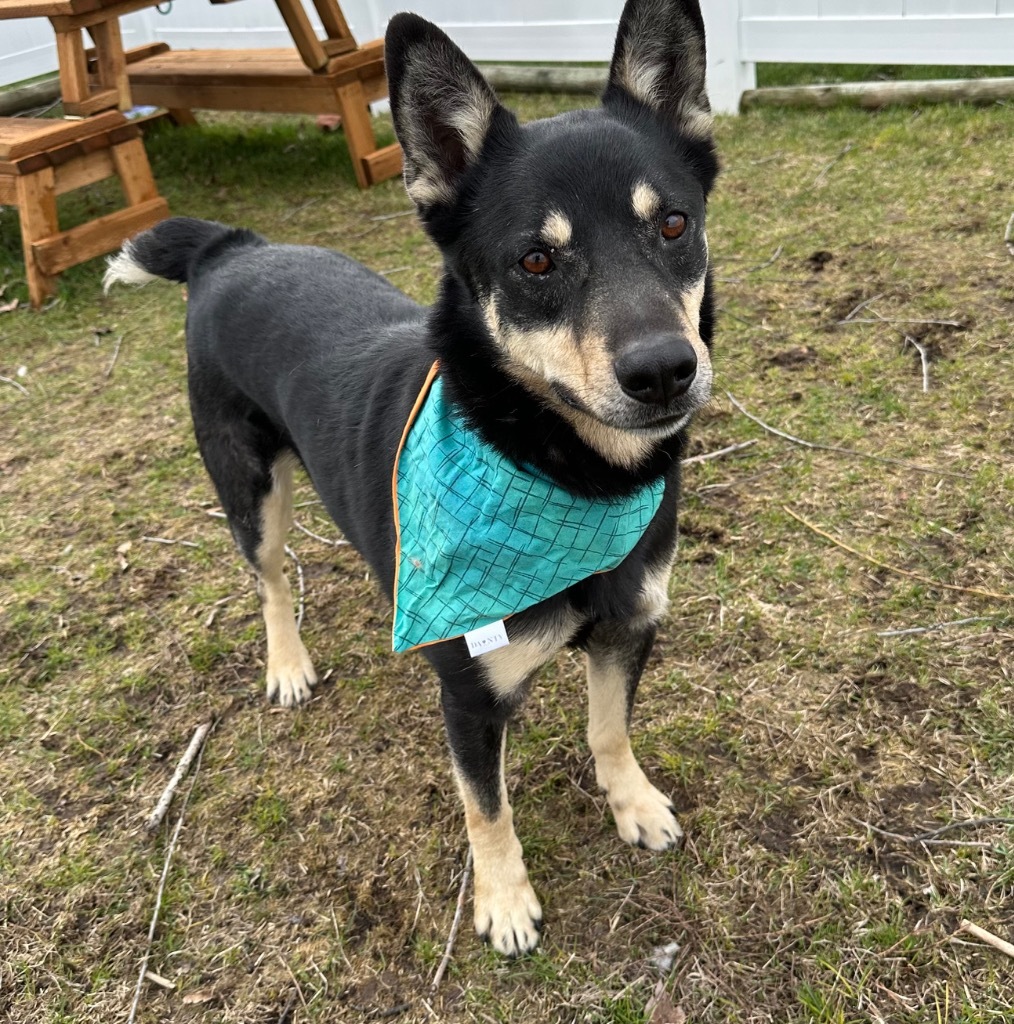 Stony, an adoptable Australian Cattle Dog / Blue Heeler in Logan, UT, 84323 | Photo Image 3