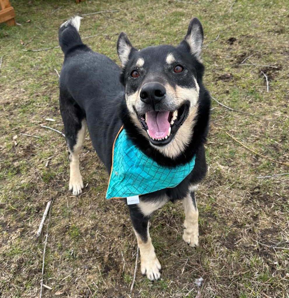 Stony, an adoptable Australian Cattle Dog / Blue Heeler in Logan, UT, 84323 | Photo Image 4