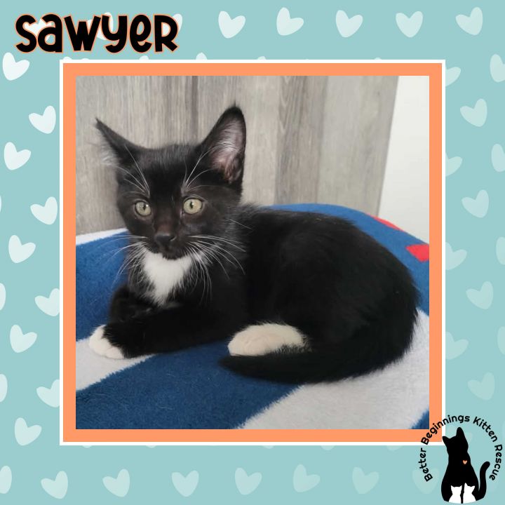 Sawyer 1