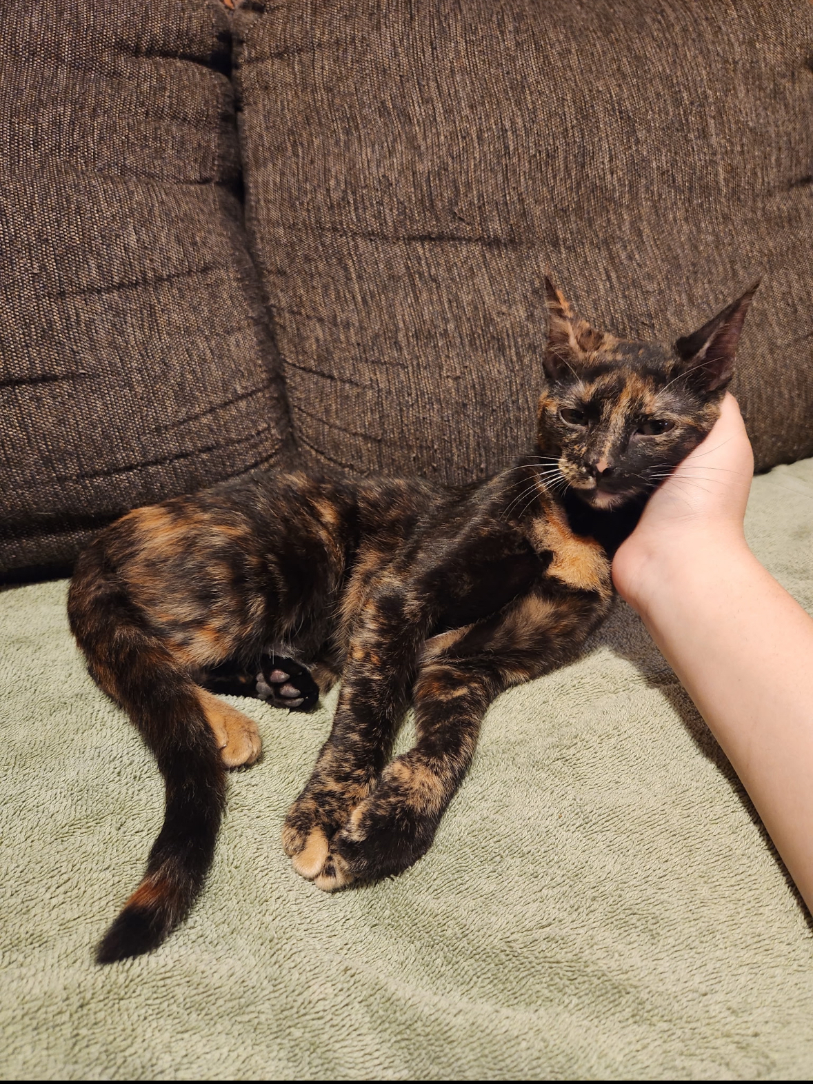 Jubilee, an adoptable Tortoiseshell in Sullivan City, TX, 78595 | Photo Image 1