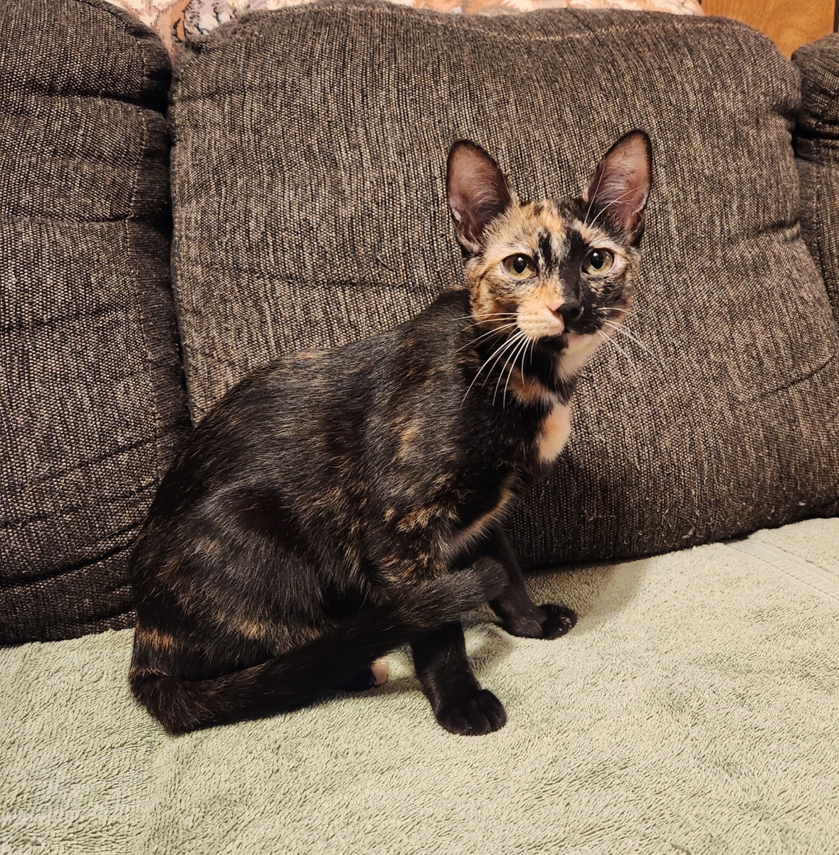 Mystique, an adoptable Tortoiseshell in Sullivan City, TX, 78595 | Photo Image 1