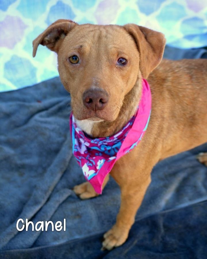 Chanel 1