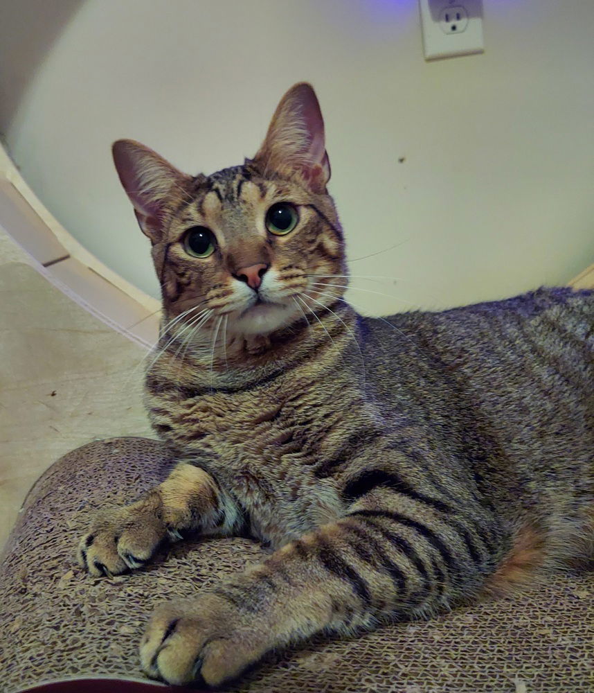 Neekoe, an adoptable Domestic Medium Hair in Panama city, FL, 32402 | Photo Image 1